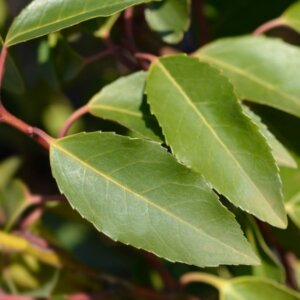 Prunus lusitanica - Laurier du Portugal - Feuilles