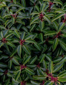 Prunus lusitanica Angustifolia- Laurier du Portugal - Feuillage