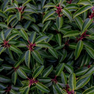 Prunus lusitanica Angustifolia- Laurier du Portugal - Feuillage