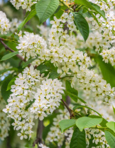 Prunus padus - Cerisier à grappes - inflorescences