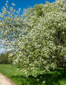 Prunus padus - Cerisier à grappes - vue d'ensemble