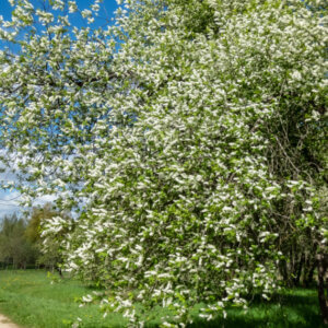 Prunus padus - Cerisier à grappes - vue d'ensemble