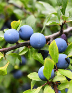 Prunus spinosa - Prunellier sauvage - fructification