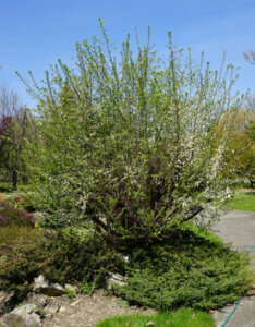 Prunus spinosa - Prunellier sauvage - vue d'ensemble