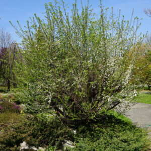 Prunus spinosa - Prunellier sauvage - vue d'ensemble