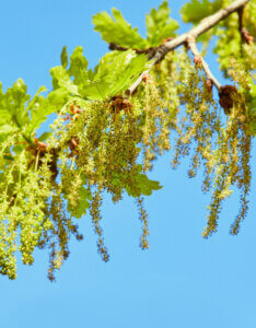 Quercus robur - Chêne pédonculé - inflorescences