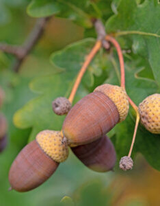 Quercus robur - Chêne pédonculé - fructification