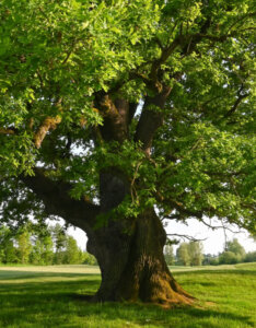 Quercus robur - Chêne pédonculé - vue d'ensemble