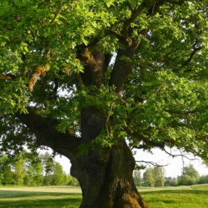 Quercus robur - Chêne pédonculé - vue d'ensemble
