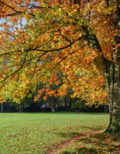 Quercus rubra - Chêne rouge d'Amérique - vue d'ensemble