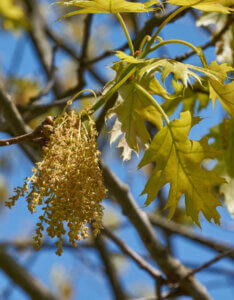 Quercus rubra - Chêne rouge d'Amérique - inflorescences