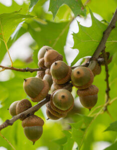 Quercus rubra - Chêne rouge d'Amérique - fructification