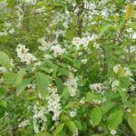 Rhamnus frangula - Bourdaine - vue d'ensemble