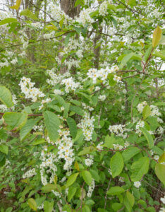 Rhamnus frangula - Bourdaine - vue d'ensemble