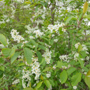 Rhamnus frangula - Bourdaine - vue d'ensemble