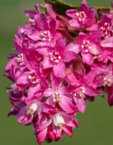 Ribes sanguineum - Groseillier à fleurs - inflorescence
