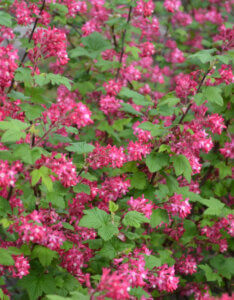 Ribes sanguineum - Groseillier à fleurs - vue d'ensemble