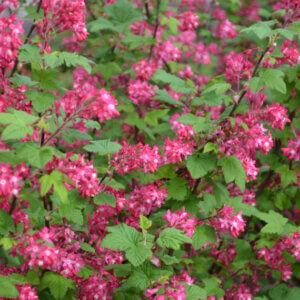 Ribes sanguineum - Groseillier à fleurs - vue d'ensemble