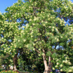 Robinia pseudoacacia - Robinier faux-acacia - vue d'ensemble