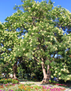Robinia pseudoacacia - Robinier faux-acacia - vue d'ensemble