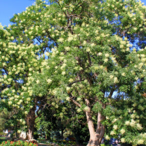 Robinia pseudoacacia - Robinier faux-acacia - vue d'ensemble
