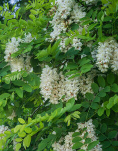 Robinia pseudoacacia - Robinier faux-acacia - inflorescences