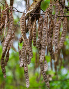 Robinia pseudoacacia - Robinier faux-acacia - fructification