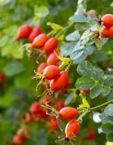 Rosa canina - Églantier - Rosier sauvage - fructification