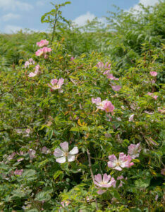 Rosa canina - Églantier - Rosier sauvage - vue d'ensemble