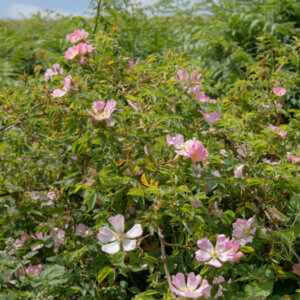 Rosa canina - Églantier - Rosier sauvage - vue d'ensemble