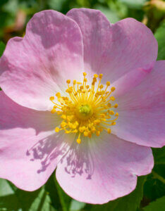 Rosa canina - Églantier - Rosier sauvage - fleur
