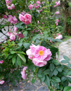 Rosa rubiginosa - Rosa rubiginosa - vue d'ensemble