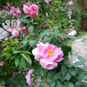 Rosa rubiginosa - Rosa rubiginosa - vue d'ensemble