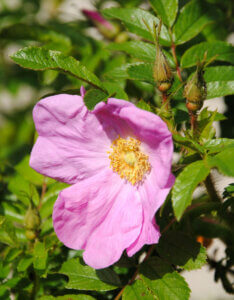 Rosa rubiginosa - Rosa rubiginosa - fleur