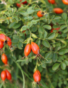 Rosa rubiginosa - Rosa rubiginosa - fructification