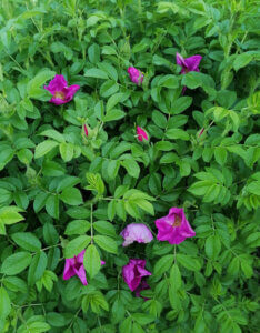 Rosa rugosa - Rosier rugueux - vue d'ensemble