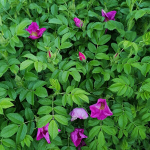 Rosa rugosa - Rosier rugueux - vue d'ensemble