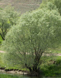 Salix alba - Saule blanc - Saule argenté - vue d'ensemble
