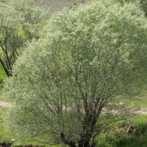 Salix alba - Saule blanc - Saule argenté - vue d'ensemble