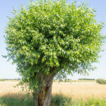 Salix caprea - Saule marsault - vue d'ensemble