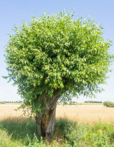 Salix caprea - Saule marsault - vue d'ensemble