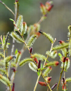 Salix purpurea - Saule pourpre - Osier rouge - chatons