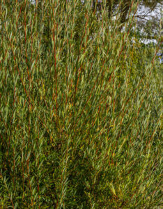 Salix purpurea - Saule pourpre - Osier rouge - feuillage et bois