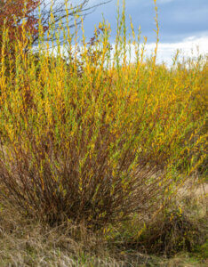 Salix purpurea - Saule pourpre - Osier rouge - vue d'ensemble