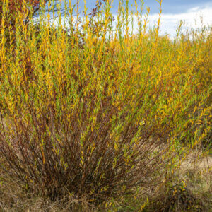Salix purpurea - Saule pourpre - Osier rouge - vue d'ensemble