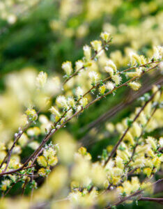 Salix repens - Saule rampant - inflorescences