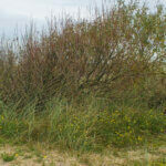 Salix repens - Saule rampant - vue d'ensemble