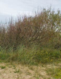 Salix repens - Saule rampant - vue d'ensemble