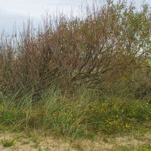 Salix repens - Saule rampant - vue d'ensemble