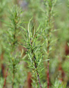 Salix rosmarinifolia - Saule à feuilles de romarin - feuillage